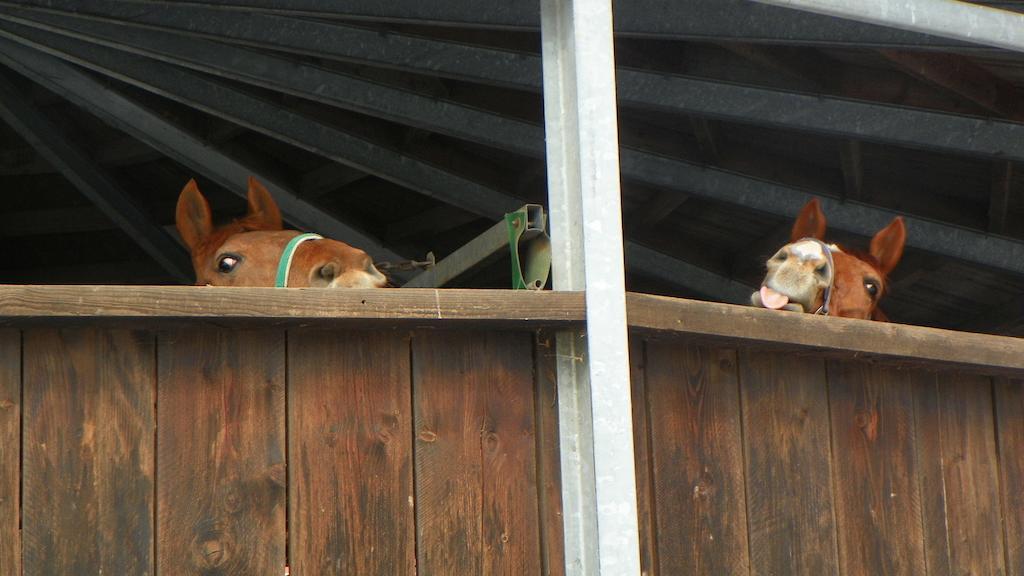 Reiter- Und Ferienhof Redder Bad Driburg Eksteriør bilde
